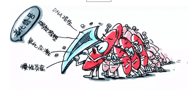 干細(xì)胞是什么