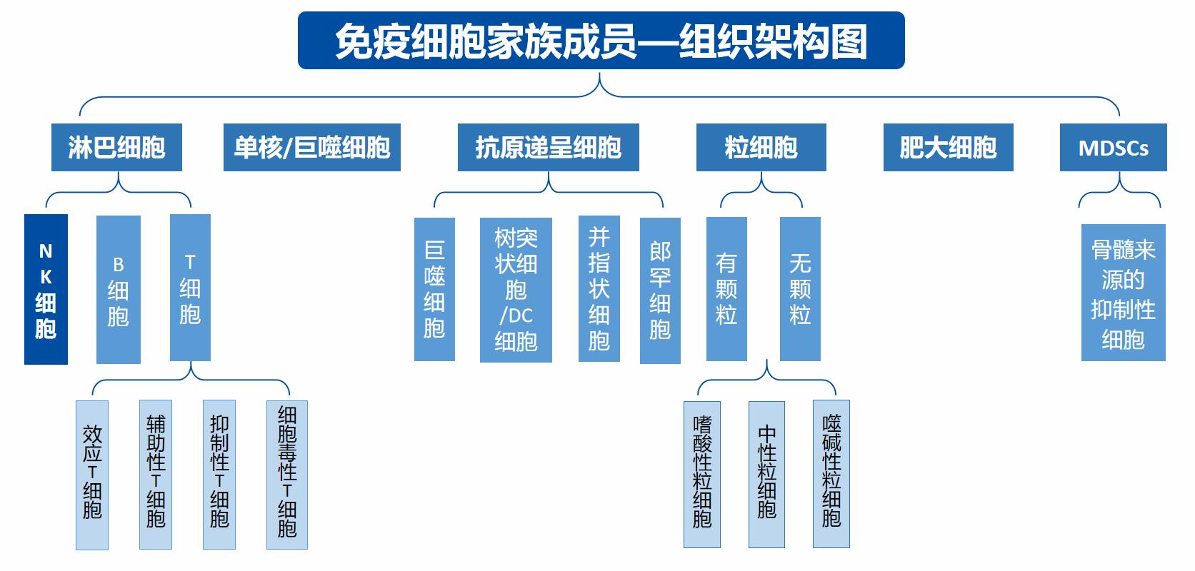 免疫細(xì)胞