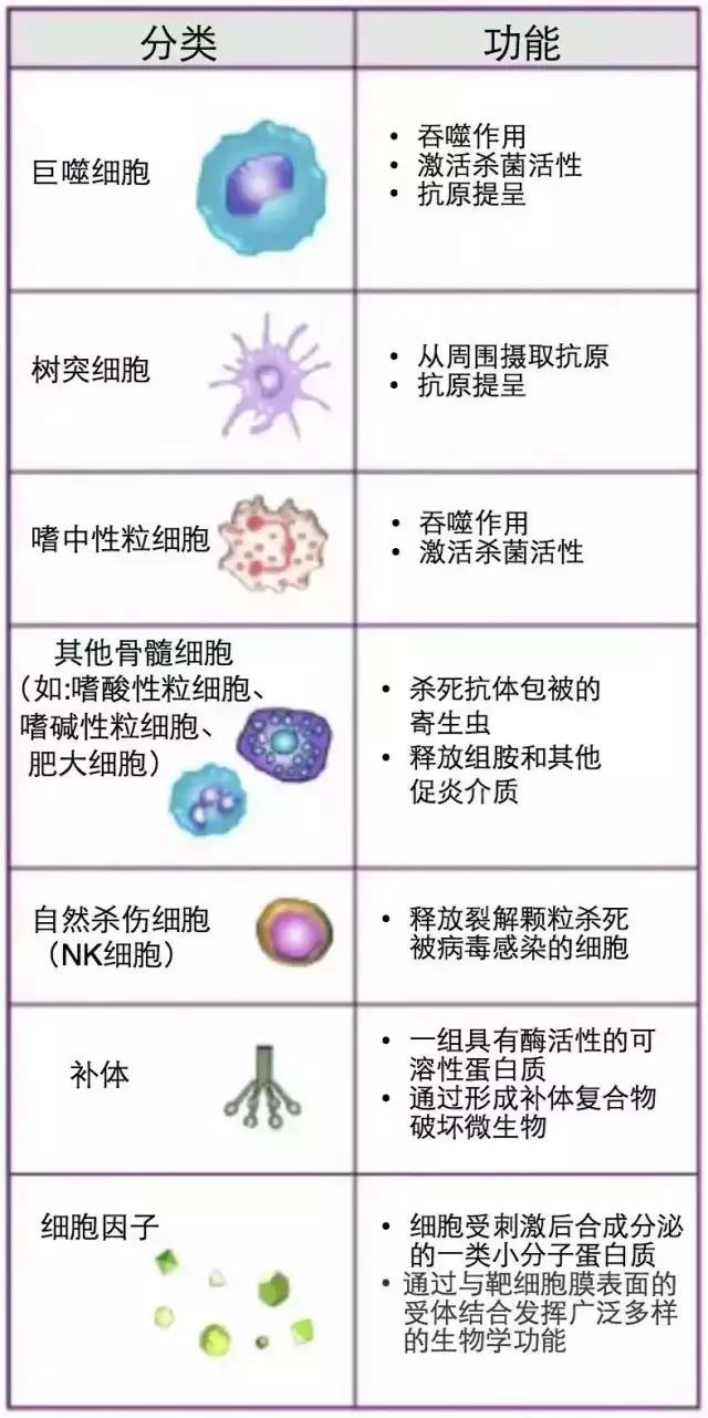 免疫細(xì)胞