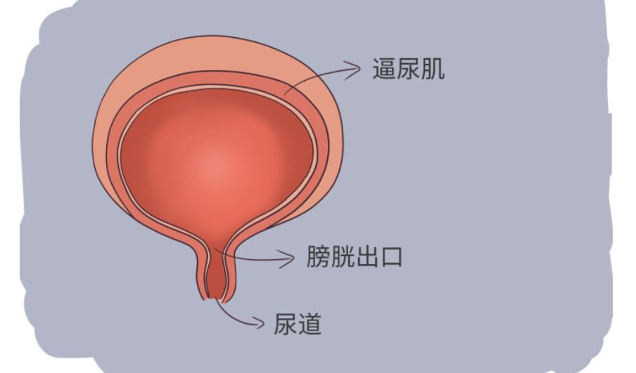 案例研究|干細(xì)胞療法成功逆轉(zhuǎn)9例逼尿肌活動不足患者